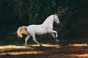 Tips til en sund hest