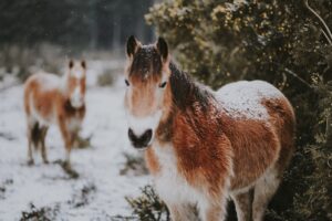 Hestens immunforsvar